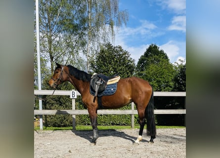 Más caballos centroeuropeos, Yegua, 6 años, 160 cm, Castaño
