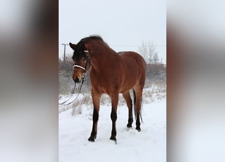 Más caballos centroeuropeos, Yegua, 6 años, 160 cm, Castaño