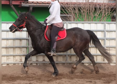 Más caballos centroeuropeos, Yegua, 7 años, 155 cm, Negro