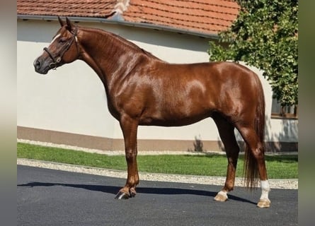 Más caballos centroeuropeos, Yegua, 7 años, 160 cm, Alazán
