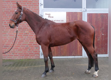 Más caballos centroeuropeos, Yegua, 7 años, 165 cm, Castaño