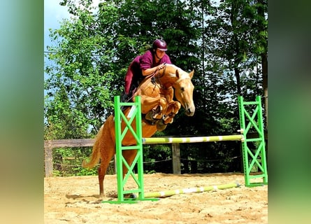 Más caballos centroeuropeos, Yegua, 7 años, 165 cm, Palomino