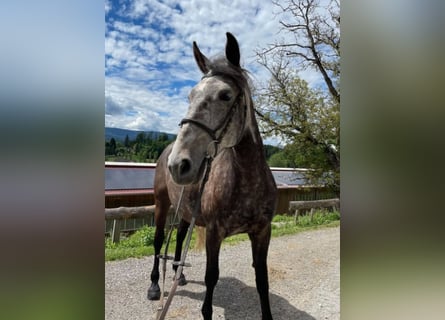 Más caballos centroeuropeos, Yegua, 7 años