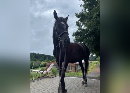 Más caballos centroeuropeos, Yegua, 7 años