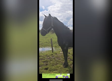 Más caballos centroeuropeos, Yegua, 8 años, 155 cm, Negro