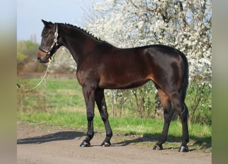 Más caballos centroeuropeos, Yegua, 8 años, 156 cm, Castaño oscuro