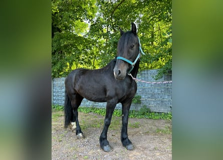 Más caballos centroeuropeos, Yegua, 8 años, 156 cm, Negro