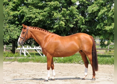 Más caballos centroeuropeos, Yegua, 8 años, 160 cm, Alazán