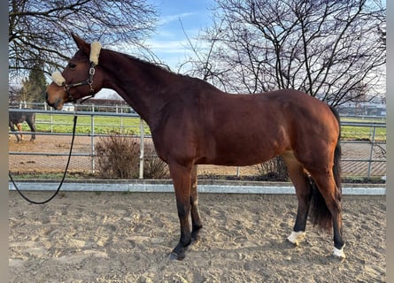 Más caballos centroeuropeos, Yegua, 8 años, 165 cm, Castaño