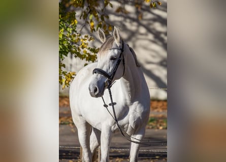 Más caballos centroeuropeos, Yegua, 8 años, 165 cm, Tordo