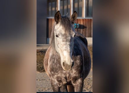 Más caballos centroeuropeos, Yegua, 8 años