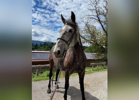 Más caballos centroeuropeos, Yegua, 8 años