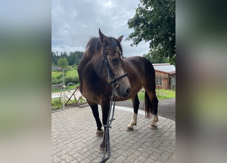 Más caballos centroeuropeos, Yegua, 8 años