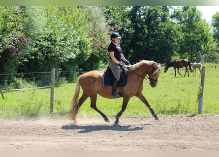 Más caballos centroeuropeos Mestizo, Yegua, 9 años, 156 cm, Palomino