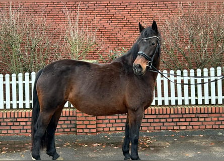 Más caballos centroeuropeos, Yegua, 9 años, 162 cm, Castaño oscuro