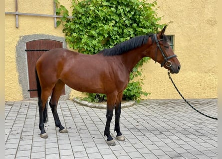 Más caballos centroeuropeos, Yegua, 9 años, 163 cm, Castaño