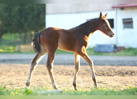 Más caballos centroeuropeos Mestizo, Yegua, Potro (07/2025), 125 cm, Castaño rojizo