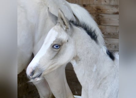 Más caballos centroeuropeos, Yegua, Potro (03/2026), 165 cm, Pío