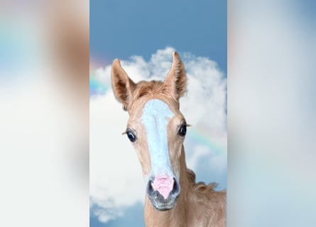 Más caballos centroeuropeos, Yegua, Potro (06/2024), 167 cm, Palomino