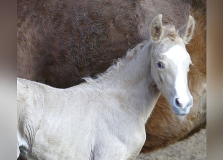 Más caballos centroeuropeos, Yegua, , 168 cm, Palomino