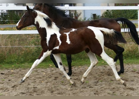 Más caballos centroeuropeos, Yegua, Potro (03/2024), 170 cm, Pío