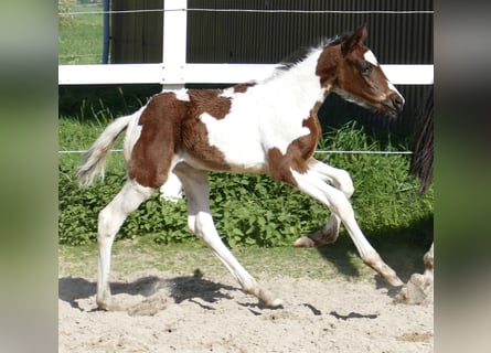 Más caballos centroeuropeos, Yegua, Potro (04/2024), 170 cm, Pío