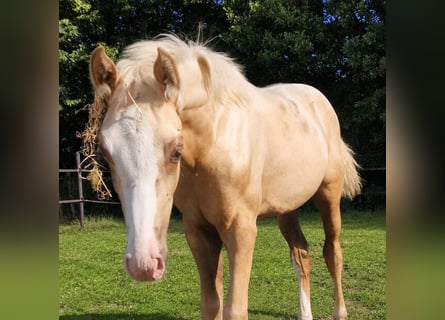 Más caballos centroeuropeos, Yegua, Potro (03/2026), Palomino