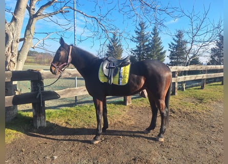 Más caballos de pura sangre, Caballo castrado, 14 años, 162 cm, Castaño oscuro