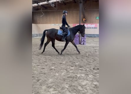 Más caballos de pura sangre, Caballo castrado, 3 años, 160 cm, Castaño