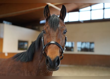 Más caballos de pura sangre, Caballo castrado, 4 años, 153 cm, Castaño