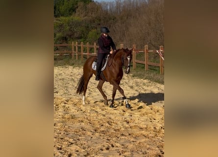 Más caballos de pura sangre, Caballo castrado, 4 años, 167 cm, Alazán