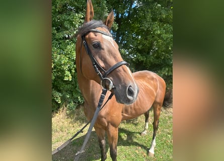 Más caballos de pura sangre, Caballo castrado, 6 años, 165 cm, Castaño