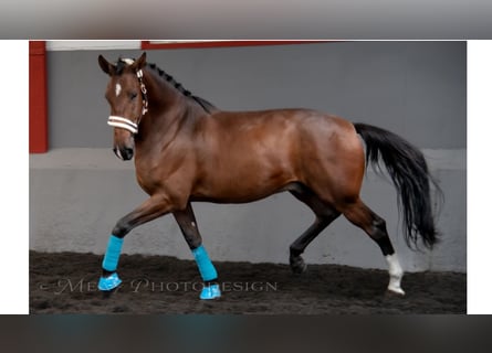 Más caballos de pura sangre, Caballo castrado, 6 años, 169 cm, Castaño rojizo