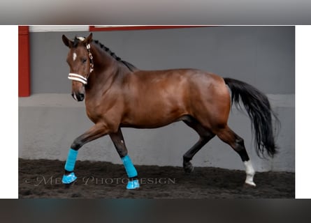 Más caballos de pura sangre, Caballo castrado, 7 años, 169 cm, Castaño rojizo