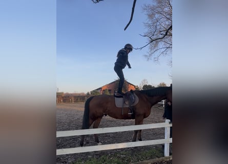 Más caballos de pura sangre, Caballo castrado, 7 años, 175 cm, Castaño oscuro