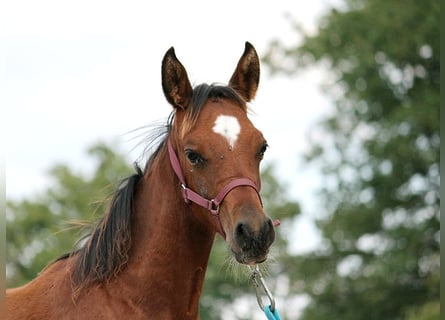 Más caballos de pura sangre, Semental, 1 año, 153 cm, Castaño