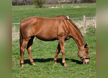 Más caballos de pura sangre, Yegua, 16 años, 168 cm, Alazán