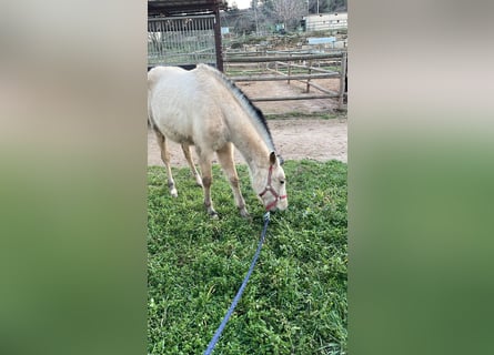 Más caballos de pura sangre, Yegua, 1 año, Bayo