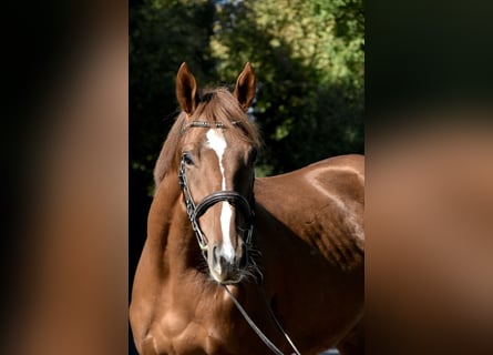 Más caballos de pura sangre, Yegua, 3 años, 160 cm, Alazán