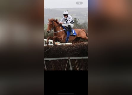 Más caballos de pura sangre, Yegua, 7 años, 160 cm, Tordo picazo