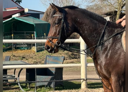 Más caballos de pura sangre, Yegua, 7 años, 164 cm, Castaño