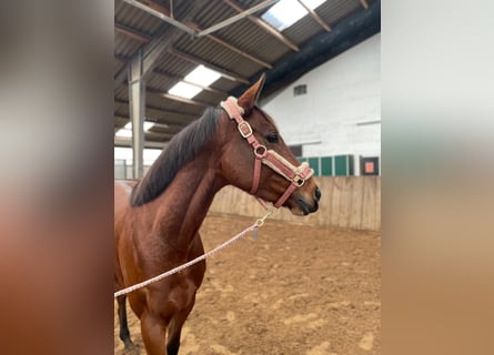 Más caballos de pura sangre, Yegua, 9 años, 161 cm, Castaño