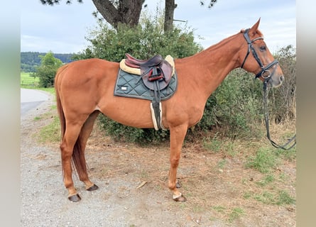 Más caballos de sangre fría, Caballo castrado, 11 años, 160 cm, Alazán