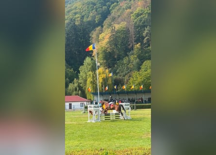 Más caballos de sangre fría, Caballo castrado, 12 años, 177 cm, Castaño