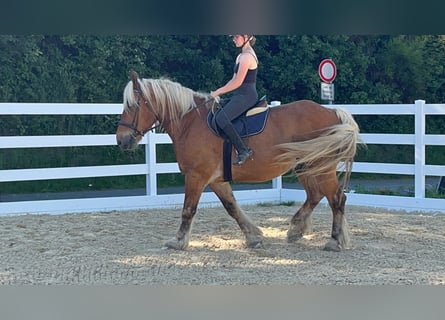 Más caballos de sangre fría, Caballo castrado, 15 años, 165 cm, Alazán