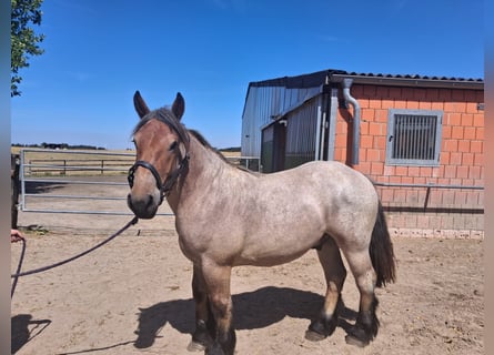 Más caballos de sangre fría, Caballo castrado, 2 años, 155 cm