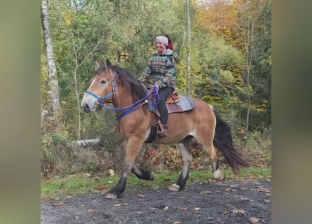 Más caballos de sangre fría, Caballo castrado, 3 años, 168 cm, Castaño