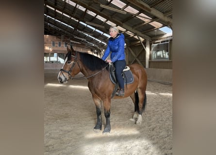 Más caballos de sangre fría Mestizo, Caballo castrado, 4 años, 155 cm, Castaño