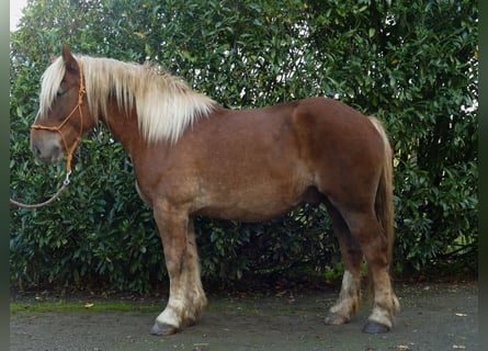 Más caballos de sangre fría, Caballo castrado, 4 años, 158 cm, Alazán
