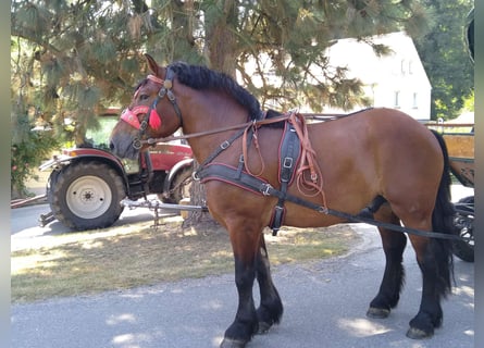 Más caballos de sangre fría, Caballo castrado, 4 años, 160 cm, Castaño